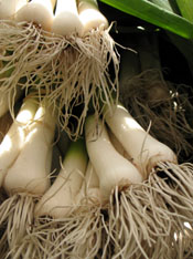 Raw Green Garlic